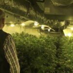 Inspecció de la guàrdia civil a una plantació de cannàbis