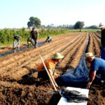 Treballadors i socis de la cooperativa treballant al camp a Sant Boi, foto:ASCA