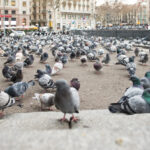 Els excrements dels coloms del centre de Barcelona van provocar que una guia turística contragués una malaltia respiratòria. Així ho ha sentenciat el Tribunal Superior de Justícia de Catalunya (TSJC), que ha confirmat la incapacitat absoluta per la treballadora. En una sentència a la que ha tingut accés aquest diari, l'alt tribunal català desestima el recurs que la mútua va interposar a la sentència d'un jutjat social que havia donat la raó a l'empleada el 2012. G. T. V. treballar entre el març del 2008 i el juliol del 2010 a Turisme de Barcelona, ​​el consorci público-privat dedicat a la promoció turística de la capital catalana. Va desenvolupar la seva tasca a l'oficina d'informació del subterrani i a les cabines de l'exterior de la plaça i a la Rambla. La sentència recull que la fibrosi pulmonar que pateix es va produir "exclusivament" per l'exposició i l'alta concentració d'excrements de colom en el seu lloc de treball de la plaça. D'aquí que el tribunal hagi sentenciat que la incapacitat de la treballadora deriva d'un accident de treball. Segons explica Raquel Lafuente, l'advocada del Col·lectiu Ronda que ha defensat l'empleada, el cas de G. T. V. no té a pràcticament precedents. El motiu, afegeix la lletrada, és que l'empleada va seguir en el seu lloc de treball de la plaça Catalunya exposada als excrements tot i els avisos que recomanaven traslladar-la, el que va agreujar la malaltia. "Aquesta zona es troba permanentment ocupada per coloms i altres aus, bruta pels seus excrements", diu la sentència judicial. En aquest sentit, la sentència recull en l'apartat de fets provats dos informes mèdics de desembre de 2008 i d'abril de 2010 que van considerar "molt necessari" un canvi de lloc de treball, cosa que no es va produir. Els tres jutges del TSJC atorguen plena credibilitat a les proves mèdiques que vinculen el quadre clínic de la dona amb la inhalació involuntària de la femta de coloms, periquitos i altres aus que ocupen els espais urbans on treballava. I és que els seus exàmens previs de salut no havien diagnosticat cap tipus d'alteració respiratòria. De fet, segons la sentència, "no hi ha constància" que la treballadora estigués de baixa en els seus anteriors llocs de treball. A més, els primers problemes de salut remetien quan tornava a casa seva a Sabadell. Els informes mèdics acceptats pel TSJC sostenen que els excrements van actuar com a agents al·lergògens de primer ordre afectant de forma important i permanent a la salut de la dona, que ara no pot treballar per no poder-se sotmetre als més mínims esforços. Per contra, l'Institut Nacional de la Seguretat Social (INSS) defensava que la patologia de la treballadora derivava d'una malaltia comuna i no de malaltia laboral. Lafuente concreta que la fibrosi és l'estadi final d'una alteració pulmonar causada després d'inhalar la pols de l'aire que conté partícules d'excrements secs de colom. Els seus símptomes són la tos o la dificultat per respirar. L'estadi més greu de la malaltia afecta a poques persones ja que els símptomes solen desaparèixer en interrompre el contacte amb les aus. La decisió ratificat pel TSJC recull que l'evolució de la dona ha empitjorat, encara que no està treballant des de finals de 2010 ni està en contacte amb els excrements de les aus, a pesar del tractament rebut. Contra la sentència es pot recórrer davant el Tribunal Suprem. Consultada per aquest diari, una portaveu de MC Mutual, la mútua que va portar al TSJC la sentència del jutjat social ha indicat que l'empresa no ha decidit si interposarà recurs.
