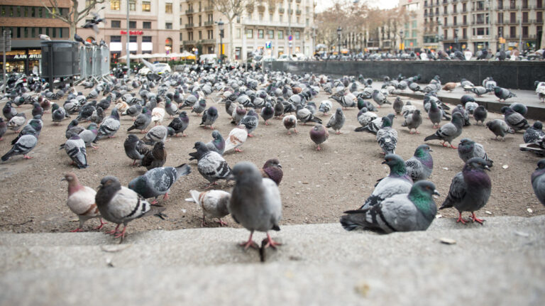 Els excrements dels coloms del centre de Barcelona van provocar que una guia turística contragués una malaltia respiratòria. Així ho ha sentenciat el Tribunal Superior de Justícia de Catalunya (TSJC), que ha confirmat la incapacitat absoluta per la treballadora. En una sentència a la que ha tingut accés aquest diari, l'alt tribunal català desestima el recurs que la mútua va interposar a la sentència d'un jutjat social que havia donat la raó a l'empleada el 2012. G. T. V. treballar entre el març del 2008 i el juliol del 2010 a Turisme de Barcelona, ​​el consorci público-privat dedicat a la promoció turística de la capital catalana. Va desenvolupar la seva tasca a l'oficina d'informació del subterrani i a les cabines de l'exterior de la plaça i a la Rambla. La sentència recull que la fibrosi pulmonar que pateix es va produir "exclusivament" per l'exposició i l'alta concentració d'excrements de colom en el seu lloc de treball de la plaça. D'aquí que el tribunal hagi sentenciat que la incapacitat de la treballadora deriva d'un accident de treball. Segons explica Raquel Lafuente, l'advocada del Col·lectiu Ronda que ha defensat l'empleada, el cas de G. T. V. no té a pràcticament precedents. El motiu, afegeix la lletrada, és que l'empleada va seguir en el seu lloc de treball de la plaça Catalunya exposada als excrements tot i els avisos que recomanaven traslladar-la, el que va agreujar la malaltia. "Aquesta zona es troba permanentment ocupada per coloms i altres aus, bruta pels seus excrements", diu la sentència judicial. En aquest sentit, la sentència recull en l'apartat de fets provats dos informes mèdics de desembre de 2008 i d'abril de 2010 que van considerar "molt necessari" un canvi de lloc de treball, cosa que no es va produir. Els tres jutges del TSJC atorguen plena credibilitat a les proves mèdiques que vinculen el quadre clínic de la dona amb la inhalació involuntària de la femta de coloms, periquitos i altres aus que ocupen els espais urbans on treballava. I és que els seus exàmens previs de salut no havien diagnosticat cap tipus d'alteració respiratòria. De fet, segons la sentència, "no hi ha constància" que la treballadora estigués de baixa en els seus anteriors llocs de treball. A més, els primers problemes de salut remetien quan tornava a casa seva a Sabadell. Els informes mèdics acceptats pel TSJC sostenen que els excrements van actuar com a agents al·lergògens de primer ordre afectant de forma important i permanent a la salut de la dona, que ara no pot treballar per no poder-se sotmetre als més mínims esforços. Per contra, l'Institut Nacional de la Seguretat Social (INSS) defensava que la patologia de la treballadora derivava d'una malaltia comuna i no de malaltia laboral. Lafuente concreta que la fibrosi és l'estadi final d'una alteració pulmonar causada després d'inhalar la pols de l'aire que conté partícules d'excrements secs de colom. Els seus símptomes són la tos o la dificultat per respirar. L'estadi més greu de la malaltia afecta a poques persones ja que els símptomes solen desaparèixer en interrompre el contacte amb les aus. La decisió ratificat pel TSJC recull que l'evolució de la dona ha empitjorat, encara que no està treballant des de finals de 2010 ni està en contacte amb els excrements de les aus, a pesar del tractament rebut. Contra la sentència es pot recórrer davant el Tribunal Suprem. Consultada per aquest diari, una portaveu de MC Mutual, la mútua que va portar al TSJC la sentència del jutjat social ha indicat que l'empresa no ha decidit si interposarà recurs.